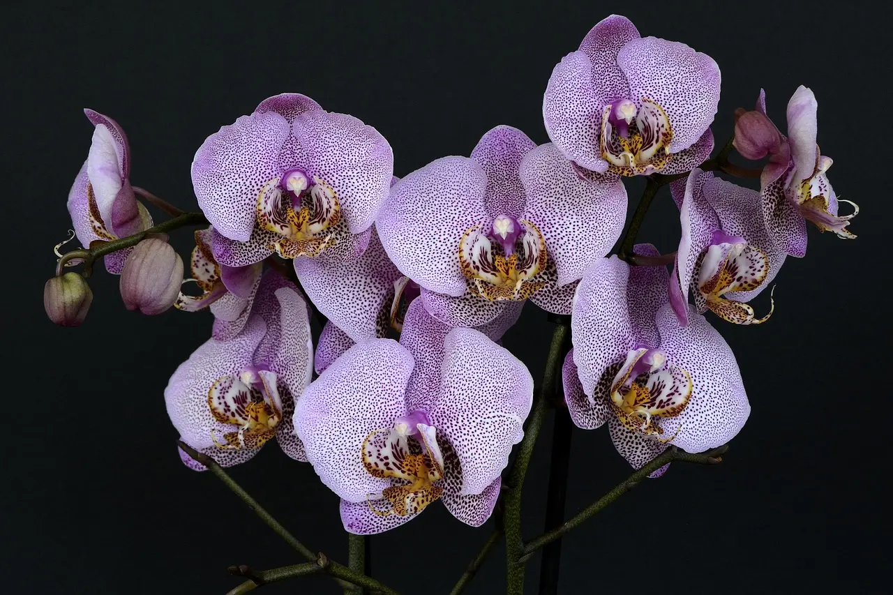 Como decorar com orquídeas